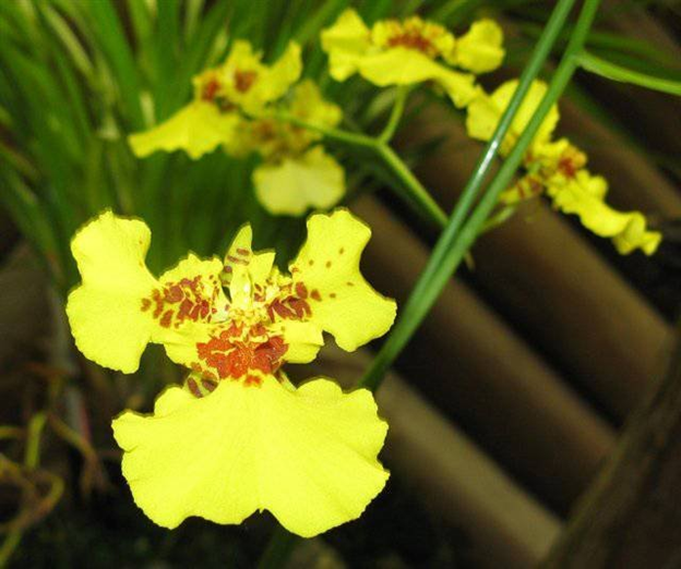 Golden yellow oncidium orchid flowers