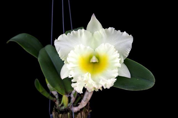 White cattleya orchid with a yellow center